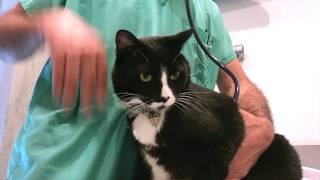 University Veterinary Hospital - Short | Berkeley, CA Guide
