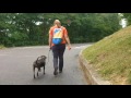 Unruly rescue dog learns his manners! Off Leash K9 Training Knoxville Unruly rescue dog learns his manners! Off Leash K9 Training Knoxville
