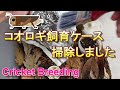 【Cricket】死なせないヨーロッパイエコオロギ 飼育環境　メンテナンス＃ニホンヤモリ＃ヨーロッパイエコオロギ#Cricket＃Geckofeeding＃Geckomeal＃コオロギ繁殖＃爬虫類