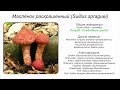 Маслёнок раскрашенный (Suillus spraguei)