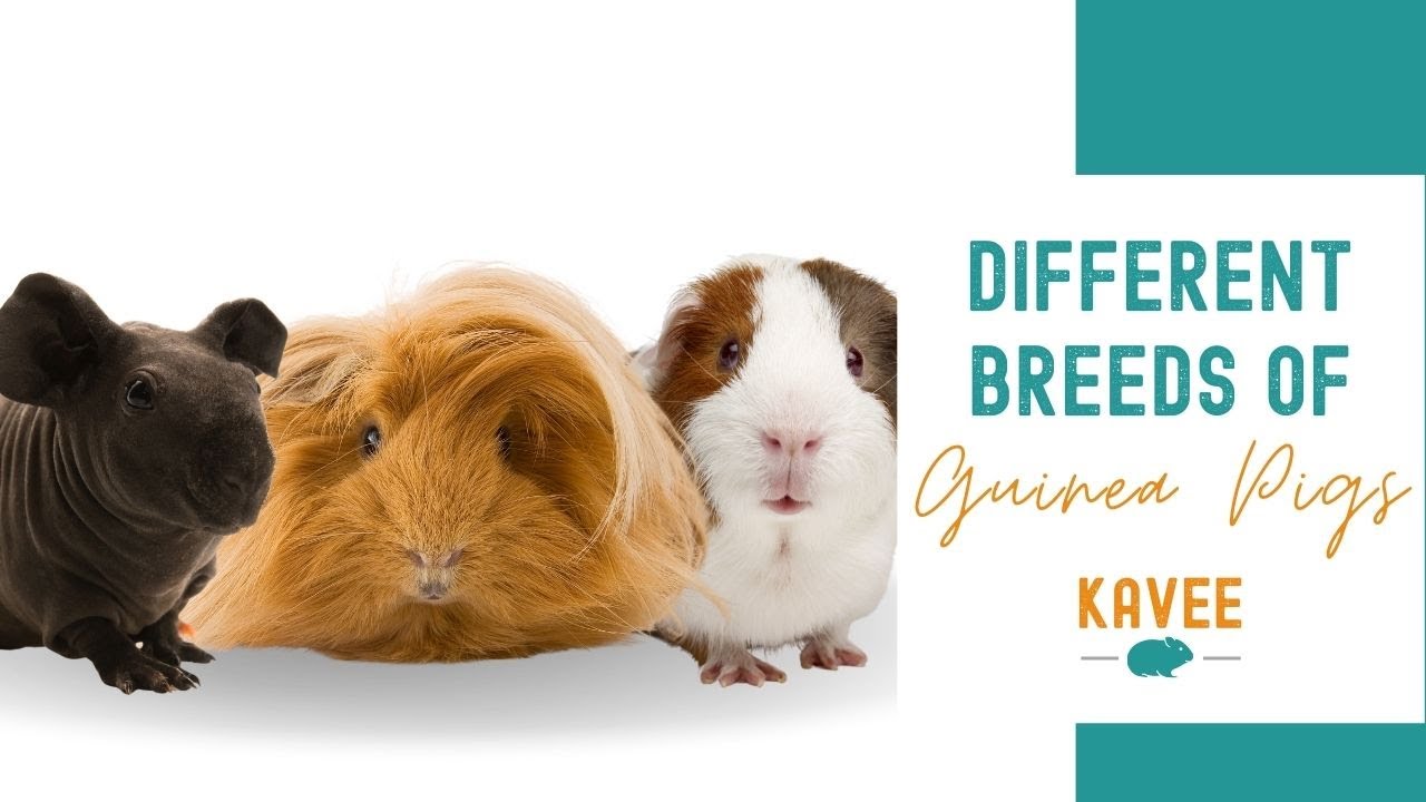 The Ultimate Guide To Guinea Pig Breeds, Markings And Colors atelier