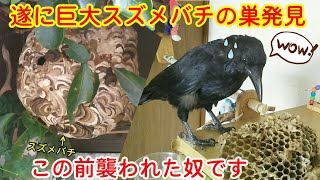 蜂の巣発見】以前襲われたスズメバチの巨大巣を家の近くで発見しました