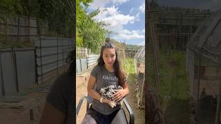 Nuestra gallina Pekín! #gallinas #gallina #razas #campo #huerto