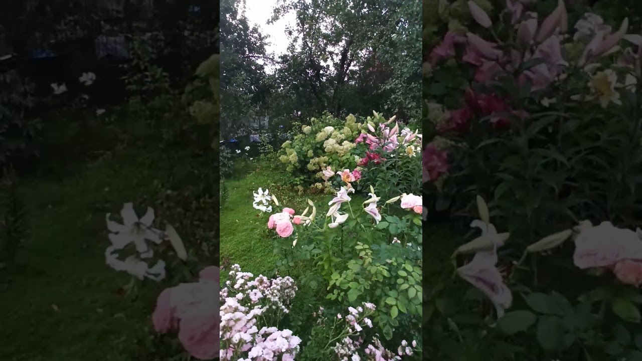 Подмосковный вечер после дождя.