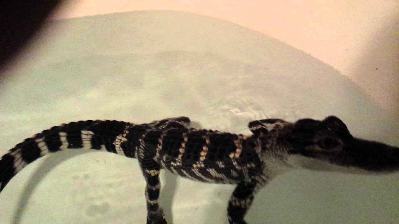 camera iphone 8 plus apk Swiming gator joe