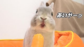 晩御飯に大好きなにんじんが出てきたときのうさぎさんのテンションがすごい