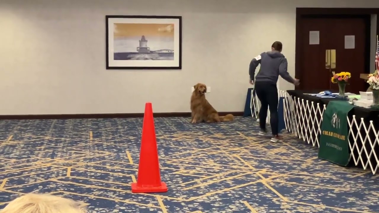 Gem AKC obedience 1st place Open A 196/200