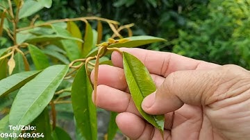 Cách xử lý sầu riêng bị ngộ độc phân thuốc rụng lá | Sầu riêng rụng lá