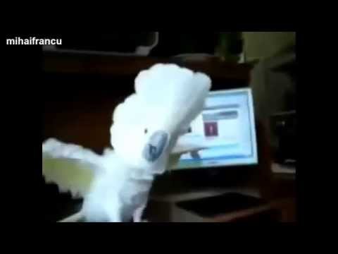 birds-dancing-to-music!