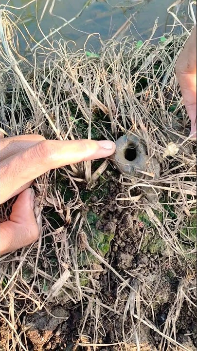 BERBAGI CERITA KESERUAN MANCING BELUT DI SAWAH SETELAH BANJIR