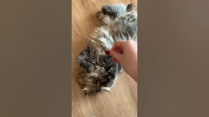 Video 8113931: exotic longhair kitten, tiny kitten meets, adorable exotic