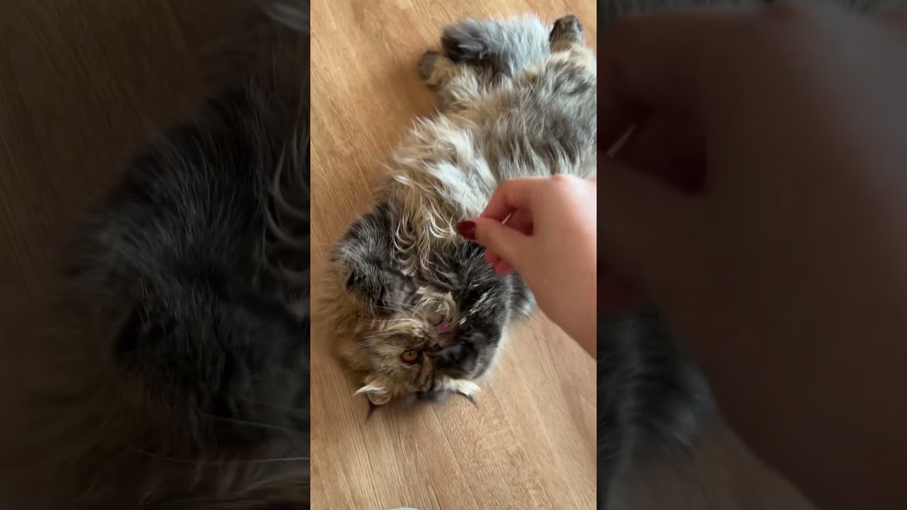Ureka’s Playful Antics! 😂 Adorable Exotic Longhair Kitten in Action | Tiny Paw Kittens