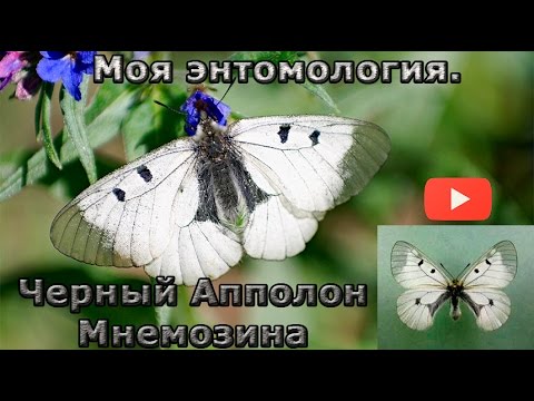 Редчайшие бабочки. Черный Аполлон Мнемозина. Parnassius mnemosyne.