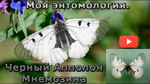Редчайшие бабочки. Черный Аполлон Мнемозина. Parnassius mnemosyne.