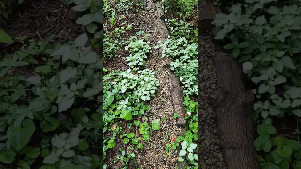 Update on the Way back garden after rain.