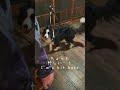 ボーダーコリーの甘え方が可愛すぎるから見てw #犬のいる生活 #大型犬のいる生活 #ボーダーコリー #犬 #shorts #shortvideo #dog #dogshorts #dogs