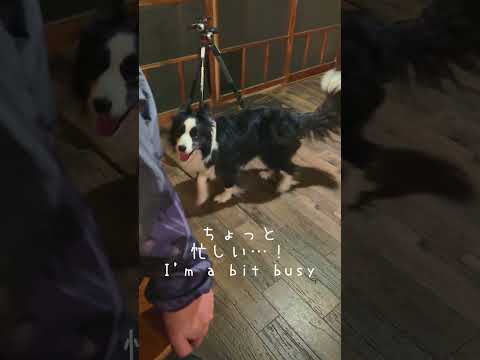 ボーダーコリーの甘え方が可愛すぎるから見てｗ #犬のいる生活 #大型犬のいる生活 #ボーダーコリー #犬 #shorts #shortvideo #dog #dogshorts #dogs