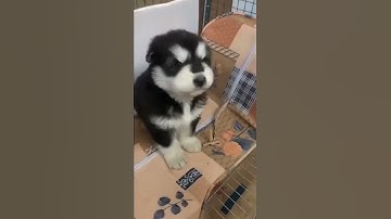 Suara Anak Anjing Lucu(Cute Puppy Sound) #shorts #suaraanakanjinglucu  #cutepuppysound