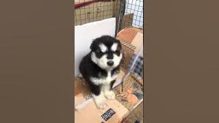 Suara Anak Anjing Lucu(Cute Puppy Sound) #shorts #suaraanakanjinglucu  #cutepuppysound