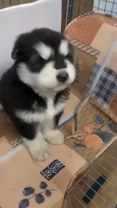 Suara Anak Anjing Lucu(Cute Puppy Sound) #shorts #suaraanakanjinglucu  #cutepuppysound