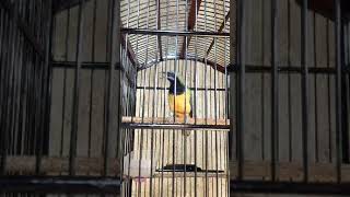 MASTERAN MEWAH PARA KICAU MANIA #cucakcungkokgacor #cucakcungkokgacorfulltembakan #birds