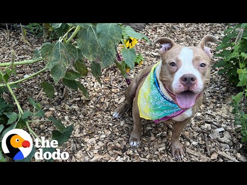 Woman Finds A Pittie Tied To A Fence In The Middle Of The Night | The Dodo