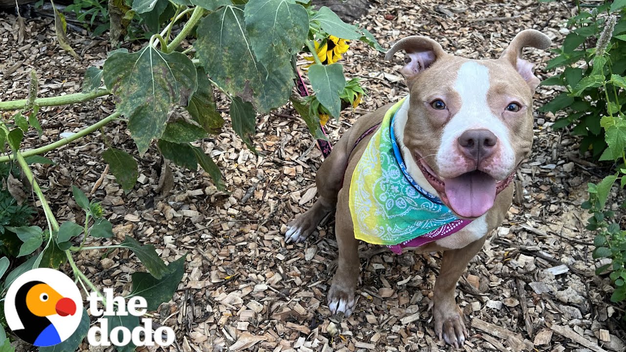 Woman Finds A Pittie Tied To A Fence In The Middle Of The Night - The Dodo