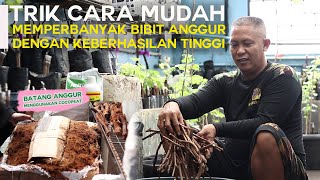 TRIK CARA MEMPERBANYAK BIBIT ANGGUR DENGAN KEBERHASILAN TINGGI