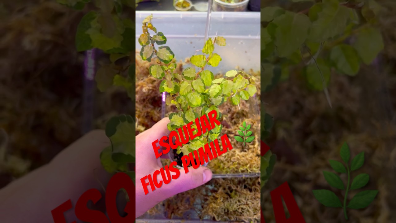 Cómo esquejar Ficus pumila en 30 segundos 🌿 