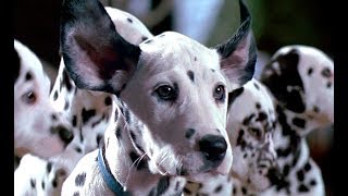 101 Dálmatas. Más Vivos Que Nunca Trailer Español