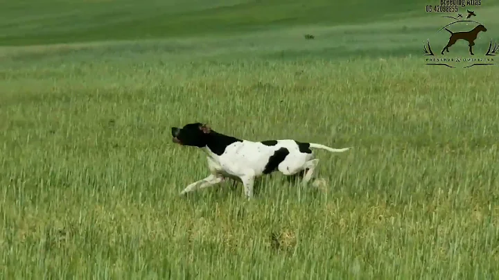 Dressage de Pointer Anglais grande Quête du Max et Qatty D'elevage Atlas