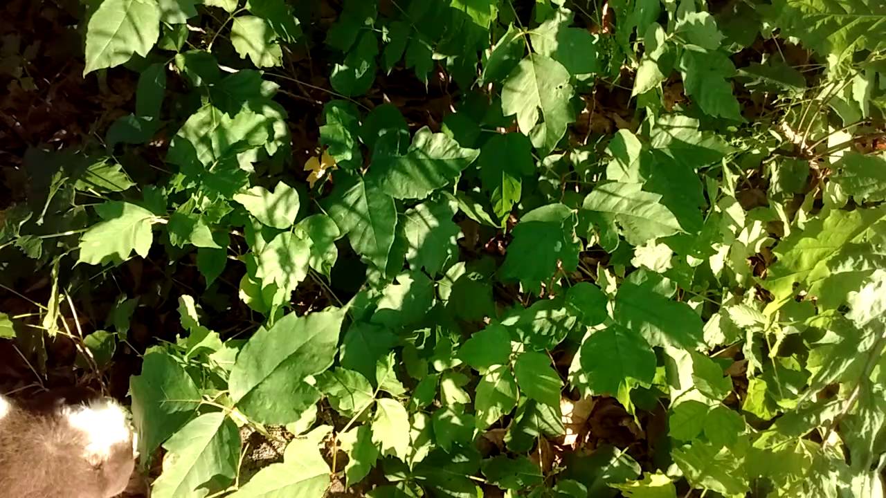 My Goats Eating Poison Ivy YouTube