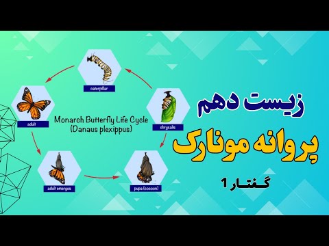 تصویری: ذخیره‌های پروانه‌ای Monarch در مکزیک