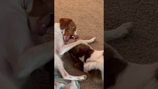 Pups are wrestling over the boneI promise they love each other! #brittanyspaniel #dog #puppy