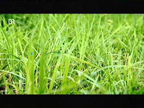 Www Bayerisches Fernsehen Www Bayerisches Fernsehen