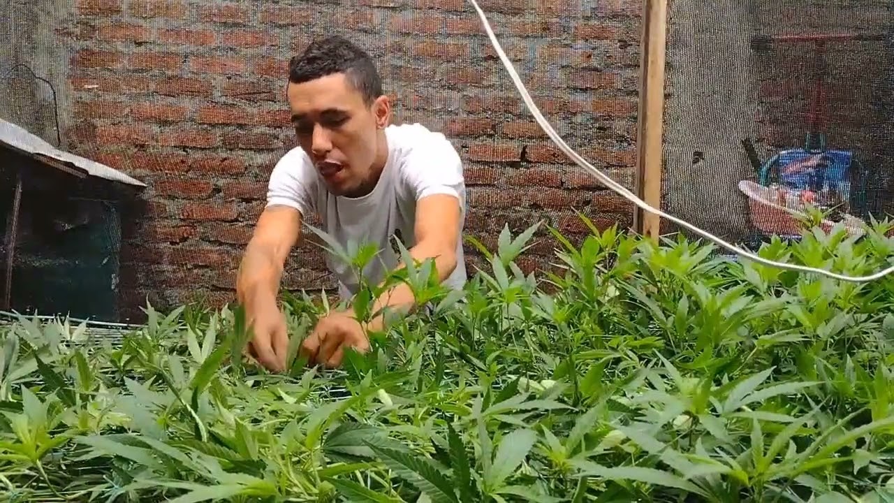Cómo hacer un SCROG (SCREEN OF GREEN o MANTO VERDE).