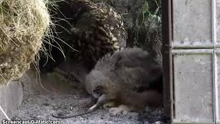 Eagle Owl, Dof, Denmark 2018-05-26