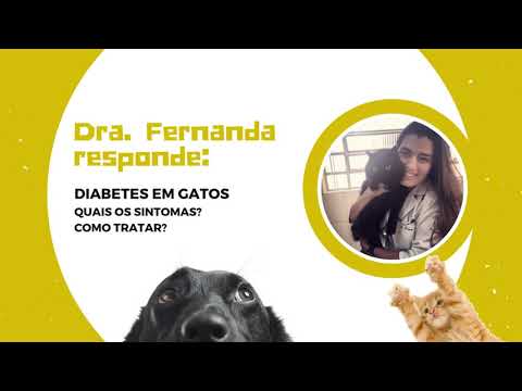 Vídeo: É Difícil Regular Gatos Diabéticos