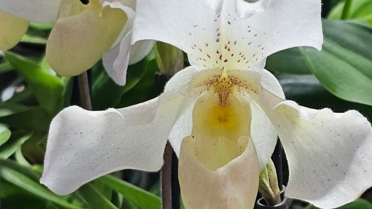 Exposição de Orquídeas,  Tropical Orchids Portugal