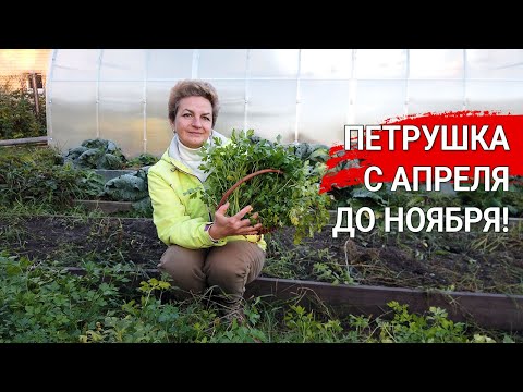 ПЕТРУШКА С АПРЕЛЯ ДО НОЯБРЯ!