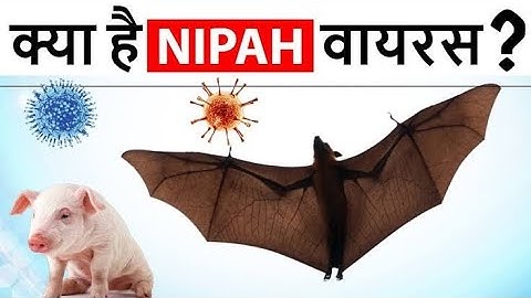 Nipah virus क्या है? क्यों मर रहे हैं इतने लोग? क्या आप भी खतरे में हैं? कैसे बचें निपाह वायरस से?