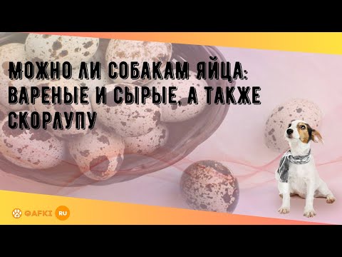 Видео: Могут ли собаки есть яйца? Полезны ли сырые яйца для собак?