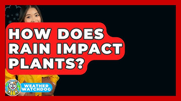 How Does Rain Impact Plants? - Weather Watchdog