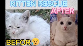 KITTEN RESCUE  BEFOR IN AFTER PART2 by LEA CAT CHANNEL 53 views 3 weeks ago 9 minutes, 41 seconds