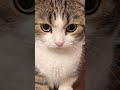 ポルカ・オ・ドルカ ニャースとノルソル合唱団と犬山 イヌコ