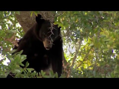 Βίντεο: Οι αρκούδες της Φλόριντα πέφτουν σε χειμερία νάρκη;