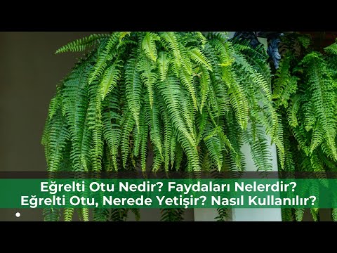 Eğrelti Otu Nedir? Faydaları Nelerdir? Nerede Yetişir? Nasıl Kullanılır? - Pratik Bilgi Bankası