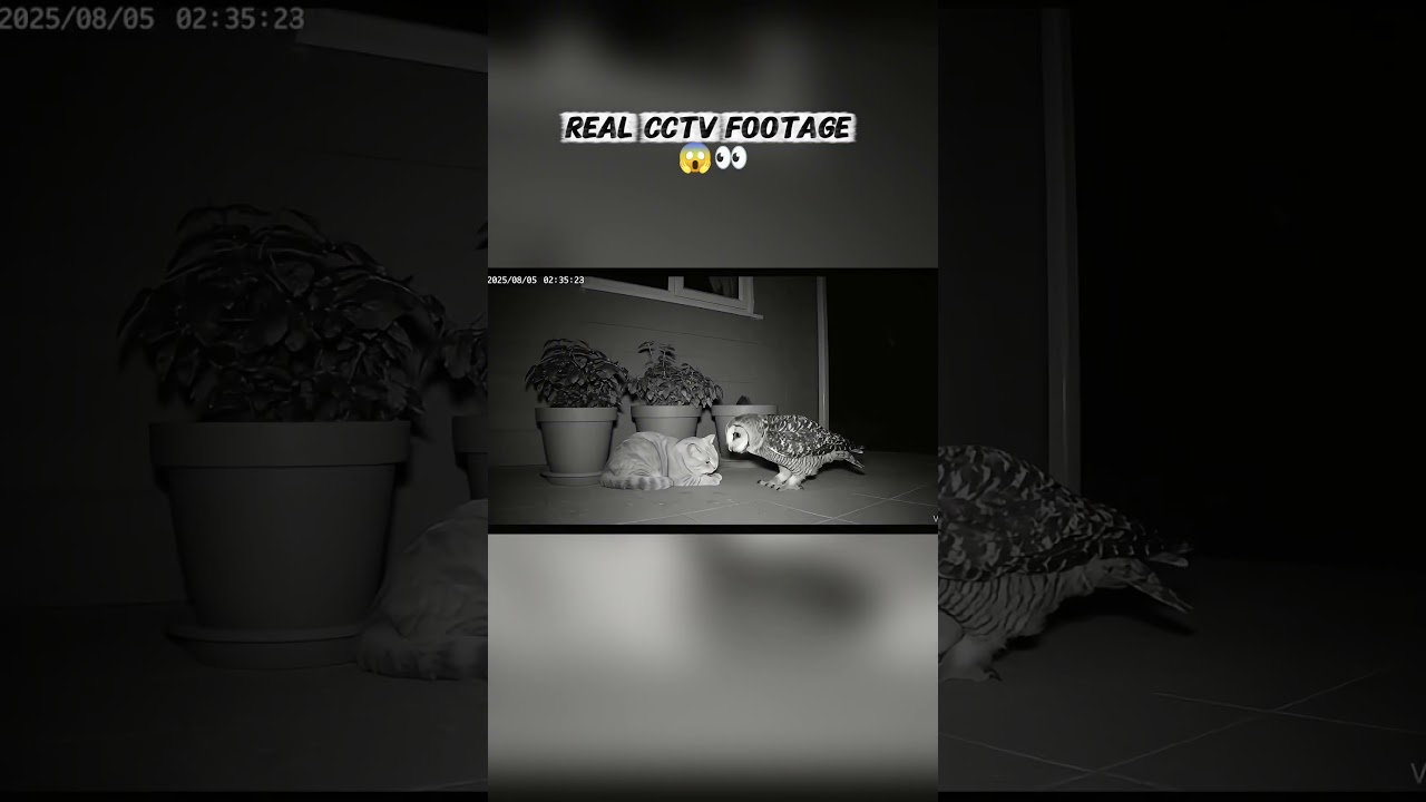 Owl and cat caught doing this together at 2:35 AM 😳