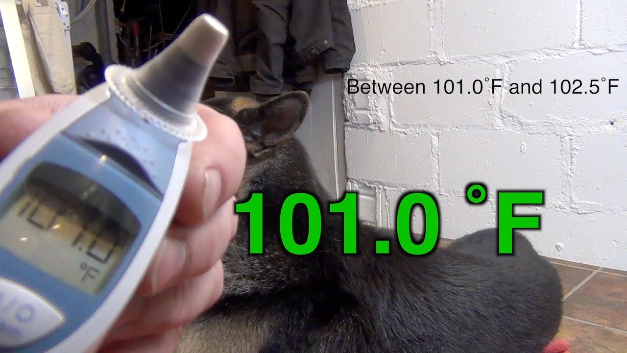 Aggressive German Shepherds Temperature YouTube