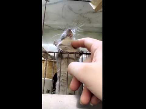 Degu fra MiniZoo